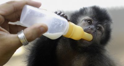 Vets welcome proposed ban on primates as pets