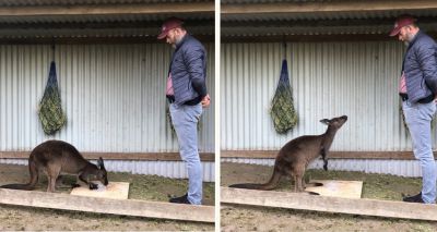 Kangaroos gaze at humans to communicate, study suggests