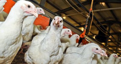 APHA confirms three further avian flu cases in England