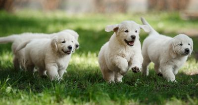 'Busiest Christmas period ever' for Guide Dogs' National Breeding Centre