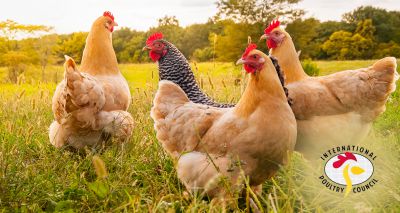 Boehringer Ingelheim joins the International Poultry Council