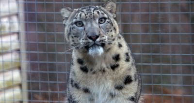 Male snow leopard arrives at Highland Wildlife Park