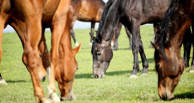 Study reveals insights into equine obesity