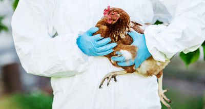 APHA confirms ninth case of highly pathogenic avian influenza in England