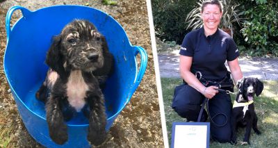 RSPCA rescue puppy qualifies as police sniffer dog