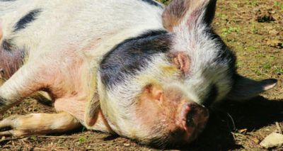 RSPCA calls for animal sentience to be recognised in UK law