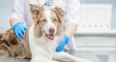 Dogs sought for new faecal matter transplantation study