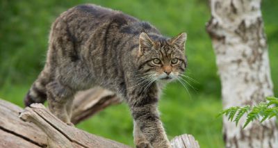 RZSS launches new Scottish wildcat conservation project