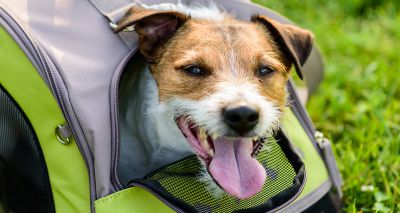 Government outlines new rules for pet travel in 2021