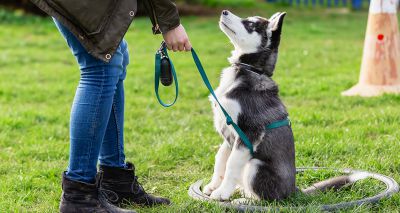 Research shows training methods do impact dog welfare