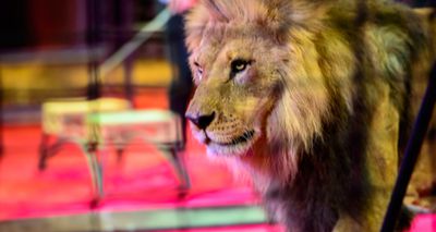 Vets and animal charities welcome Welsh circus ban