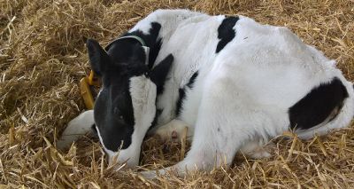 Views sought on calves with bovine respiratory disease