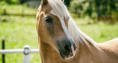 Horse owners asked to take part in Blue Cross fireworks survey