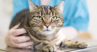 Hydrolysed diets 'may be beneficial' for feline vomiting and/or diarrhoea