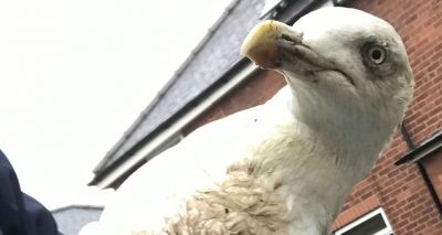 Seagull found with both feet severed by fishing line