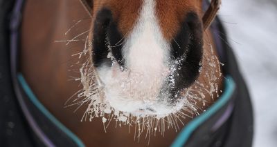 Owners urged to think before rugging their horse