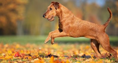 New health test packages available for 38 dog breeds