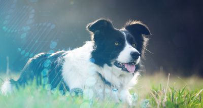 New DNA test reporting scheme for the border collie