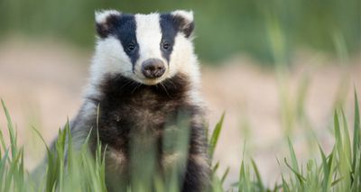 Vets challenge badger cull expansion