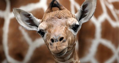 Endangered giraffe born on 'day of hope'