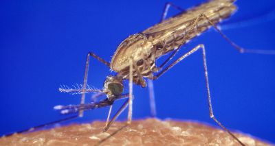 Gene discovery could curb malaria spread