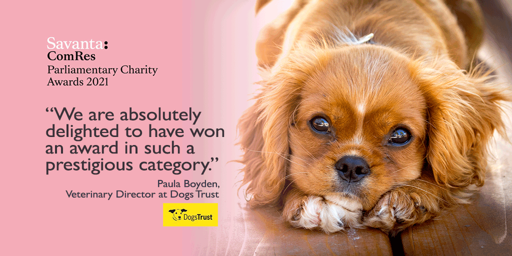 Dogs Trust scoops award for puppy smuggling campaign