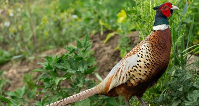 Avian influenza H5N8 confirmed on Anglesey