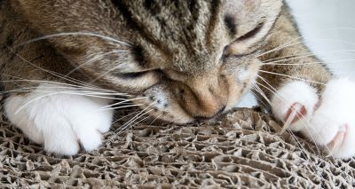 AAFP ends elective declawing procedures