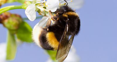 Petition launched to reverse decision on bee-harming pesticide