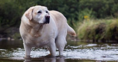 Report urges owners to educate themselves on pet obesity