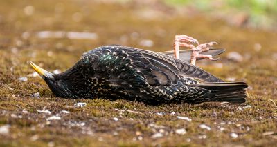 Hundreds of birds found dead in Rome