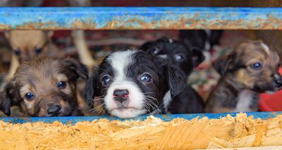 RSPCA launches new strategy for animal welfare