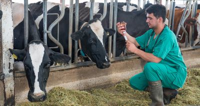 Report highlights need for farm animal health and welfare body