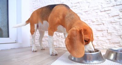 US pet food recalled following deaths of 70 dogs