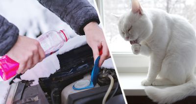 High numbers of vets report treating cats for antifreeze poisoning