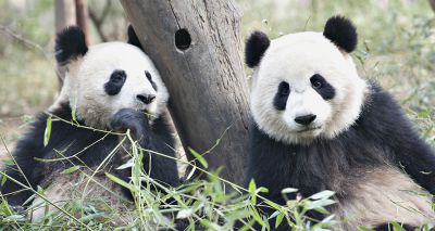 Edinburgh Zoo may have to return giant pandas to China