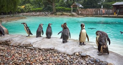 London Zoo undertakes annual stocktake