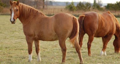 Traditional frequent worming of horses 'unnecessary' – study