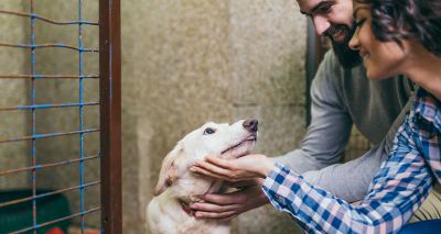 New pet adoption website brings together animal rescue centres across UK