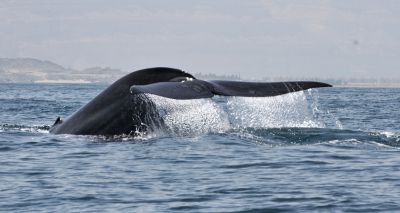 New population of blue whales discovered