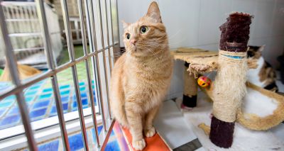 Scottish SPCA reports 134 per cent rise in people looking to give up unwanted animals