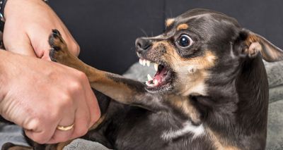 Study finds adult admissions for dog bites tripled in 20 years