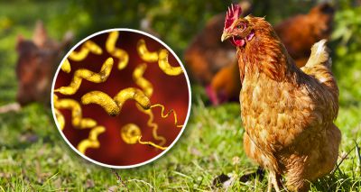 Gene study examines resistance to campylobacter in chickens