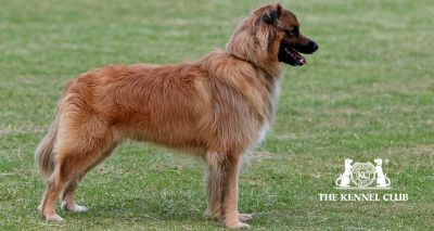 Pyrenean sheepdog (smooth face) recognised by The Kennel Club
