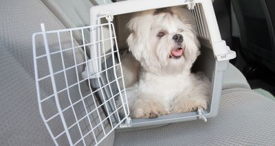 Northern Ireland raises concerns over pet travel regulations