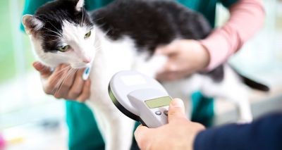 Vets lobby over compulsory microchip scanning