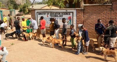 Vet charity tackles surge in global rabies cases across pandemic