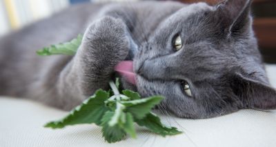 Catnip may protect cats from mosquitoes