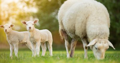 Vets find link between lamb weight and meat quality