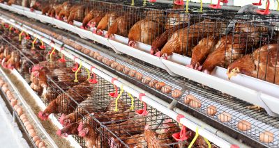 Avian influenza confirmed in Redcar